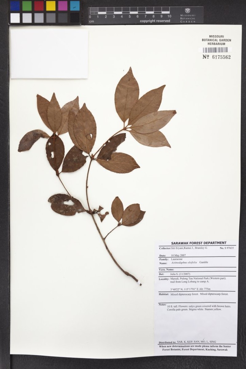Actinodaphne oleifolia