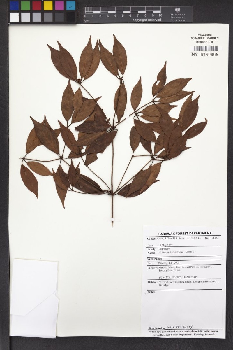 Actinodaphne oleifolia photo 2