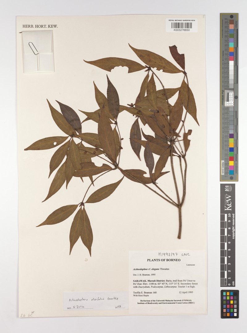 Actinodaphne oleifolia photo 3