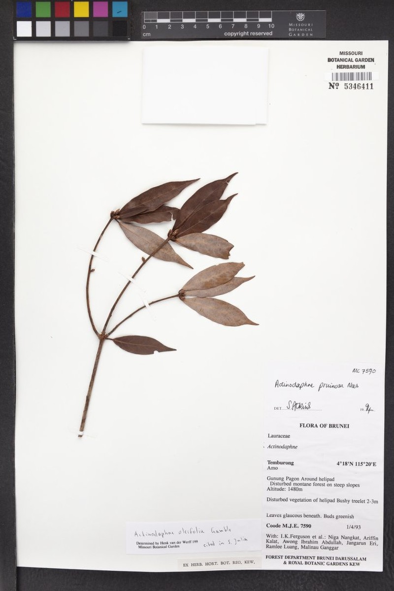 Actinodaphne oleifolia photo 4