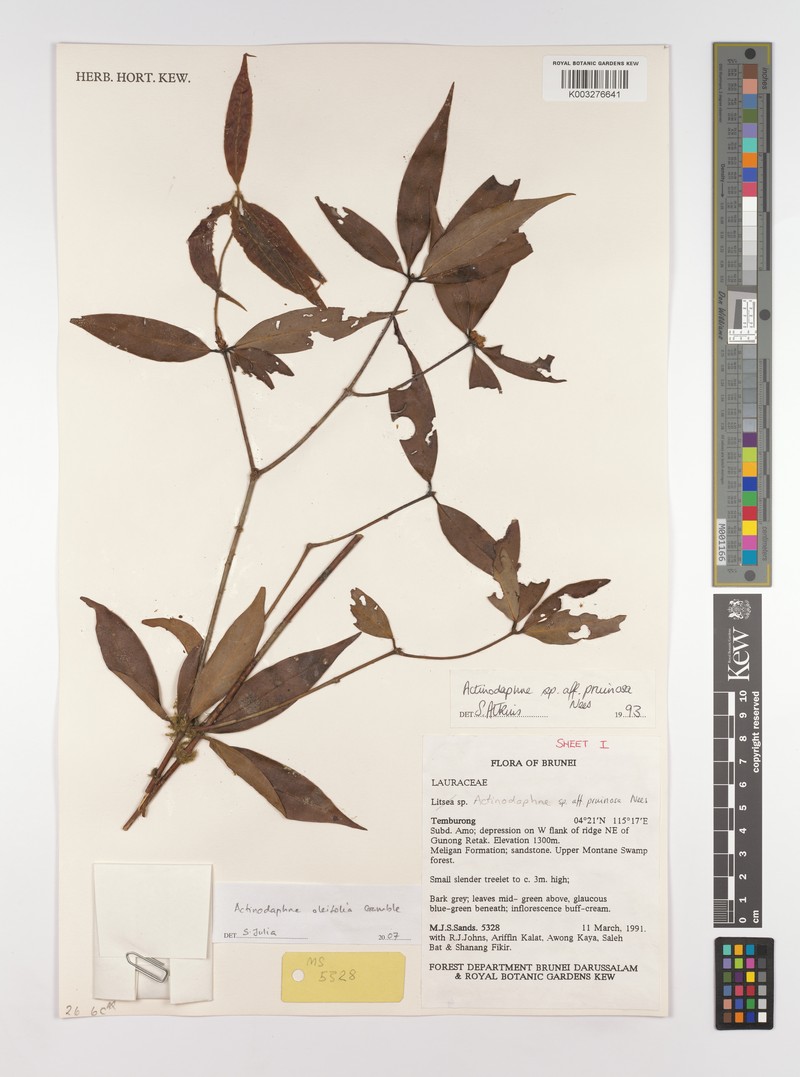 Actinodaphne oleifolia photo 5