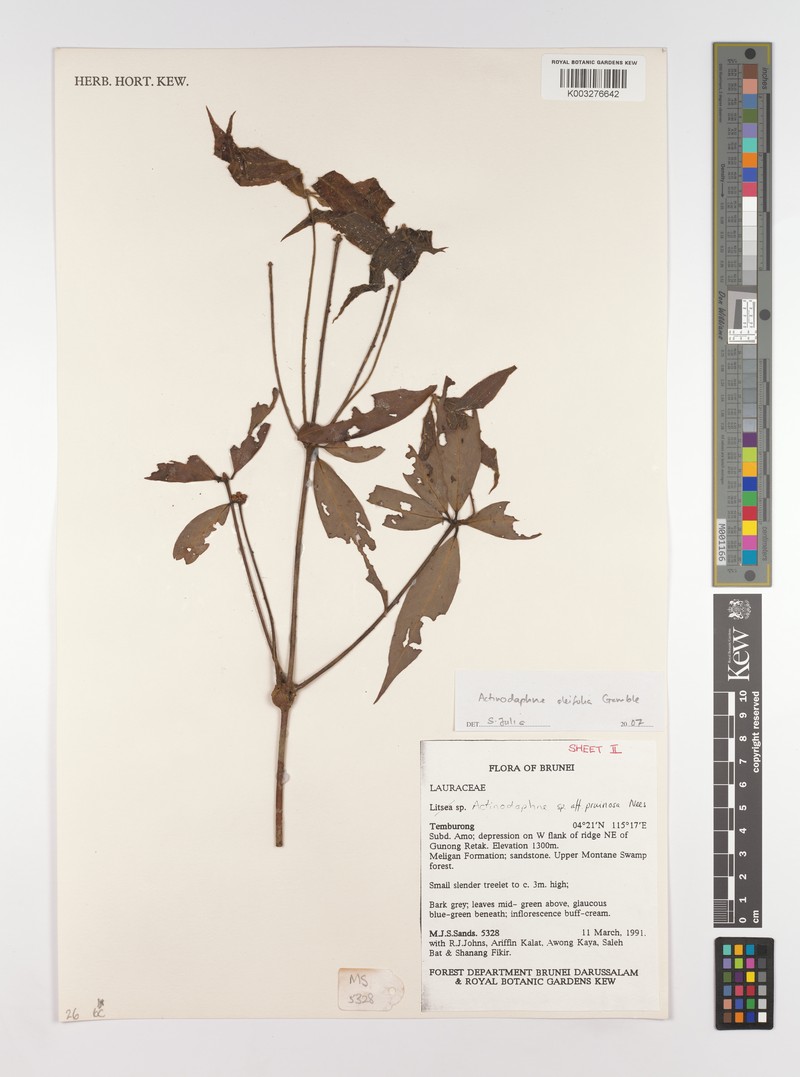 Actinodaphne oleifolia photo 6