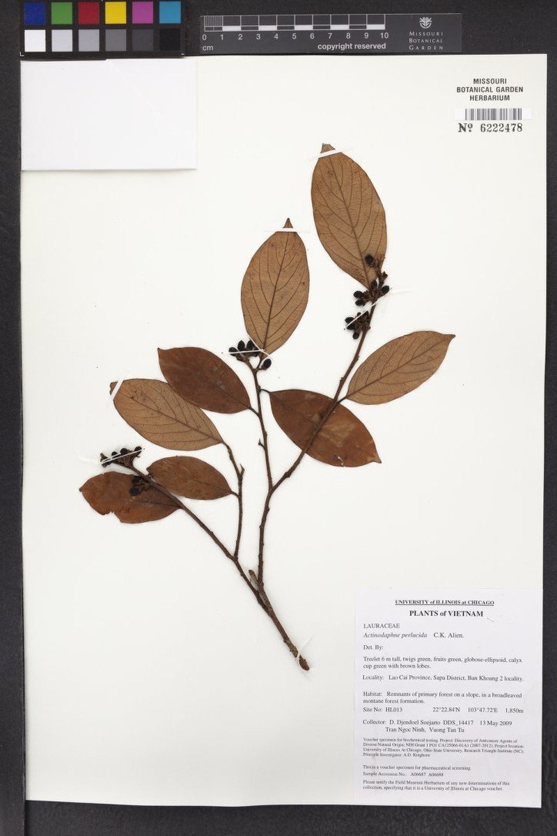 Actinodaphne perlucida