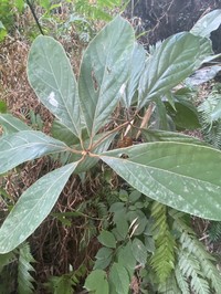 Actinodaphne pilosa
