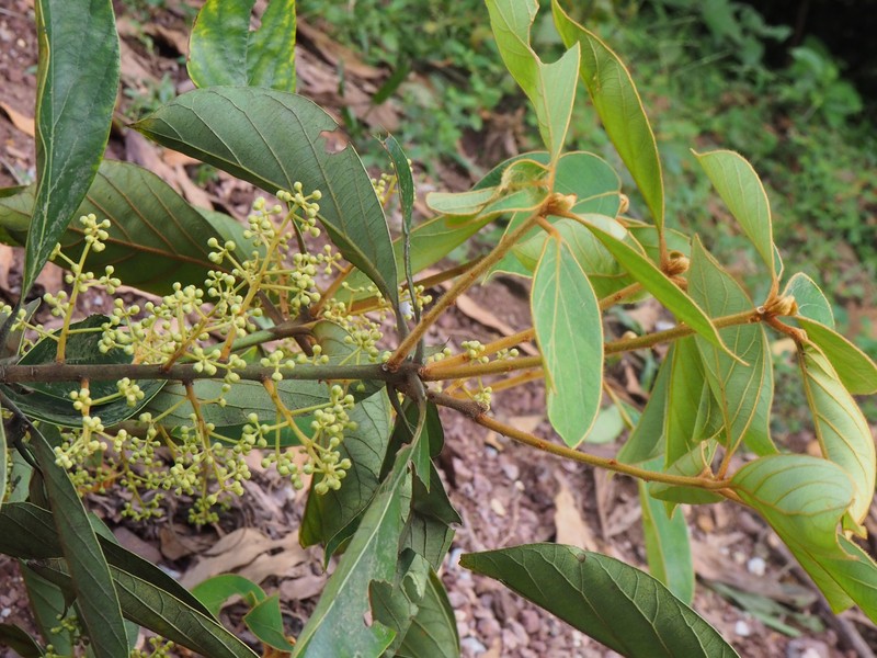 Actinodaphne pilosa photo 3