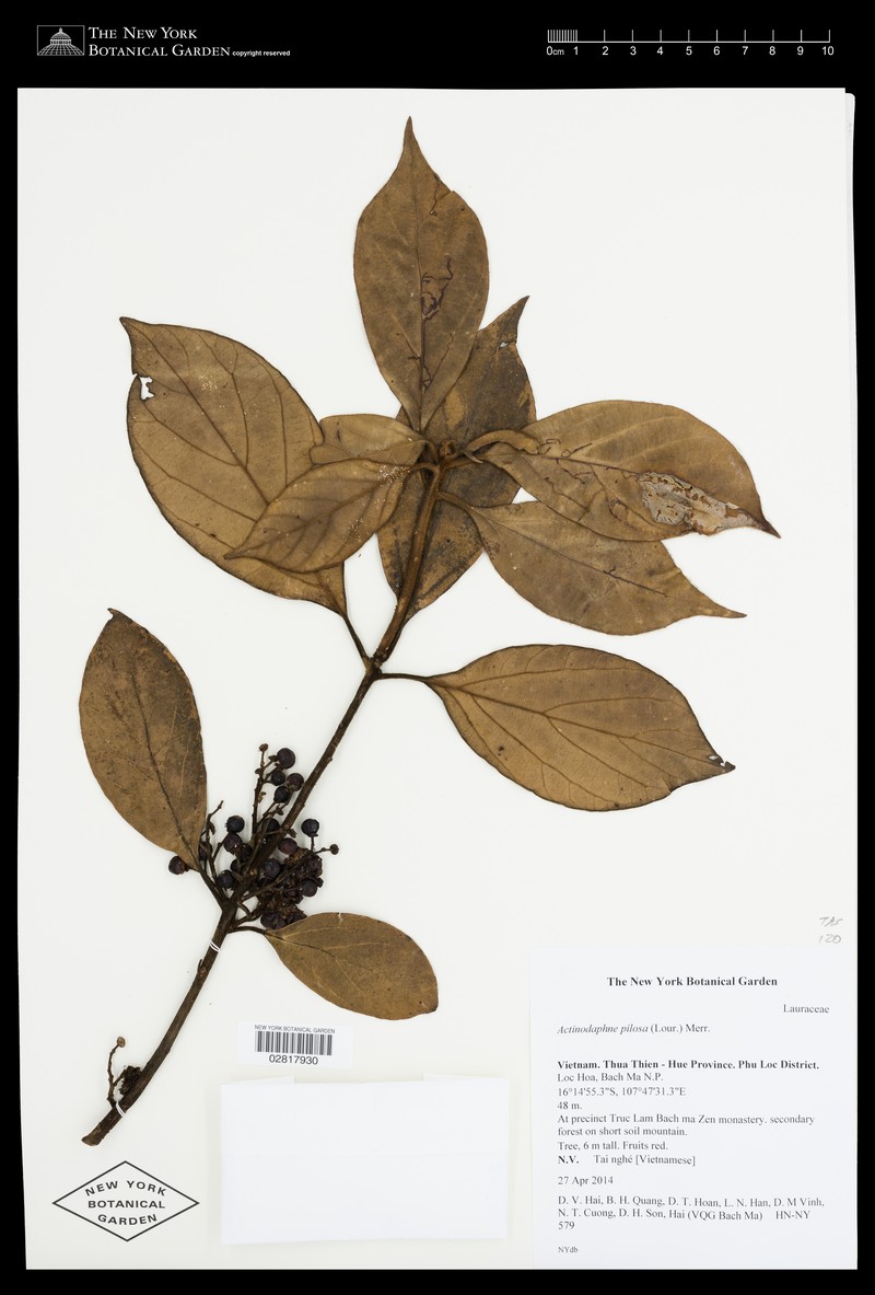Actinodaphne pilosa photo 4