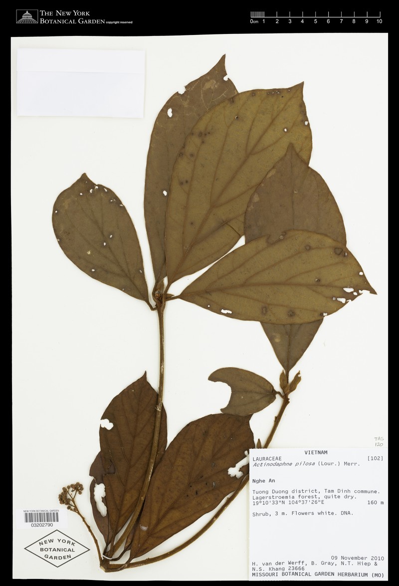 Actinodaphne pilosa photo 5
