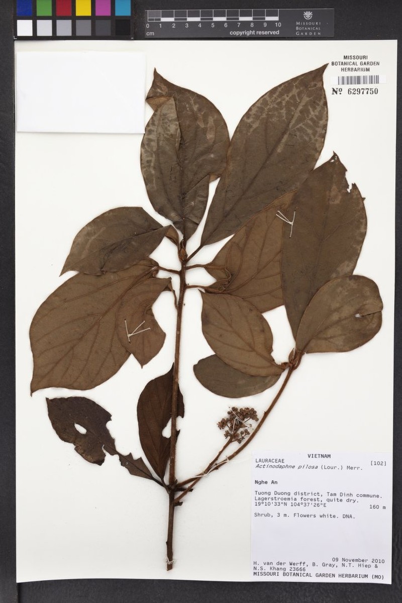 Actinodaphne pilosa photo 6