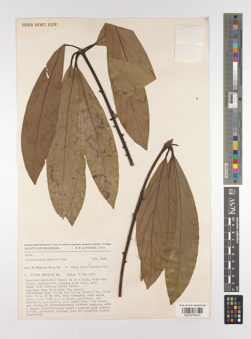 Actinodaphne procera