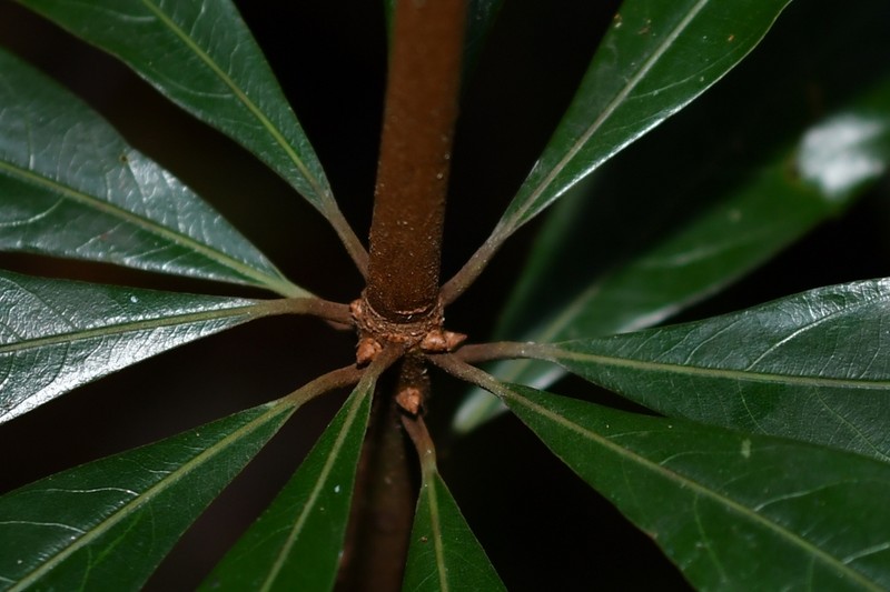 Actinodaphne pruinosa