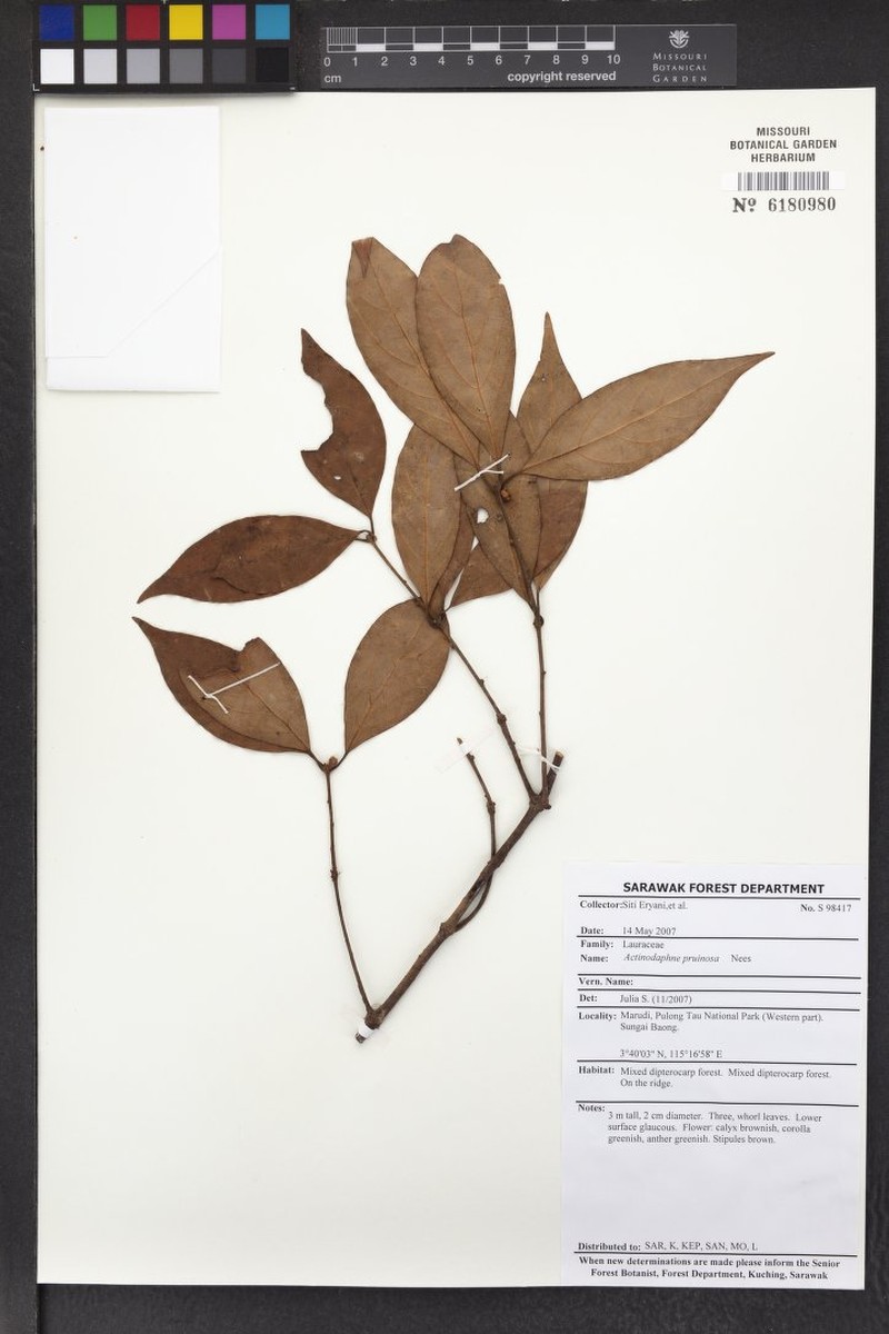 Actinodaphne pruinosa photo 2