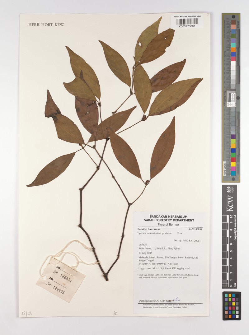 Actinodaphne pruinosa photo 3