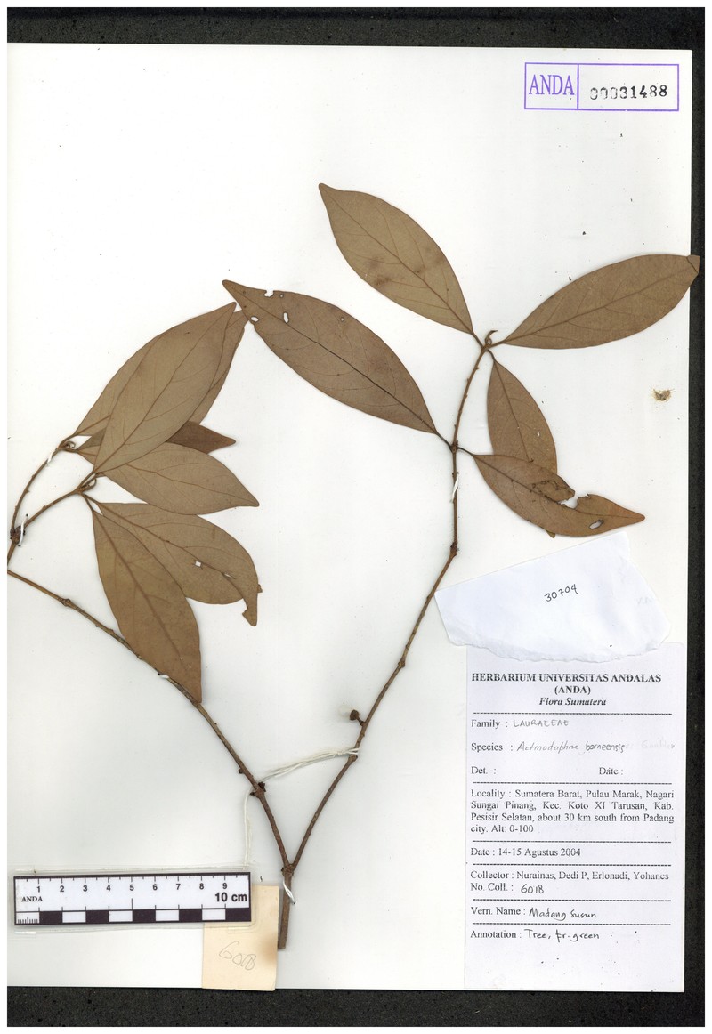 Actinodaphne pruinosa photo 4
