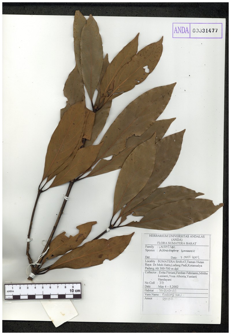 Actinodaphne pruinosa photo 5