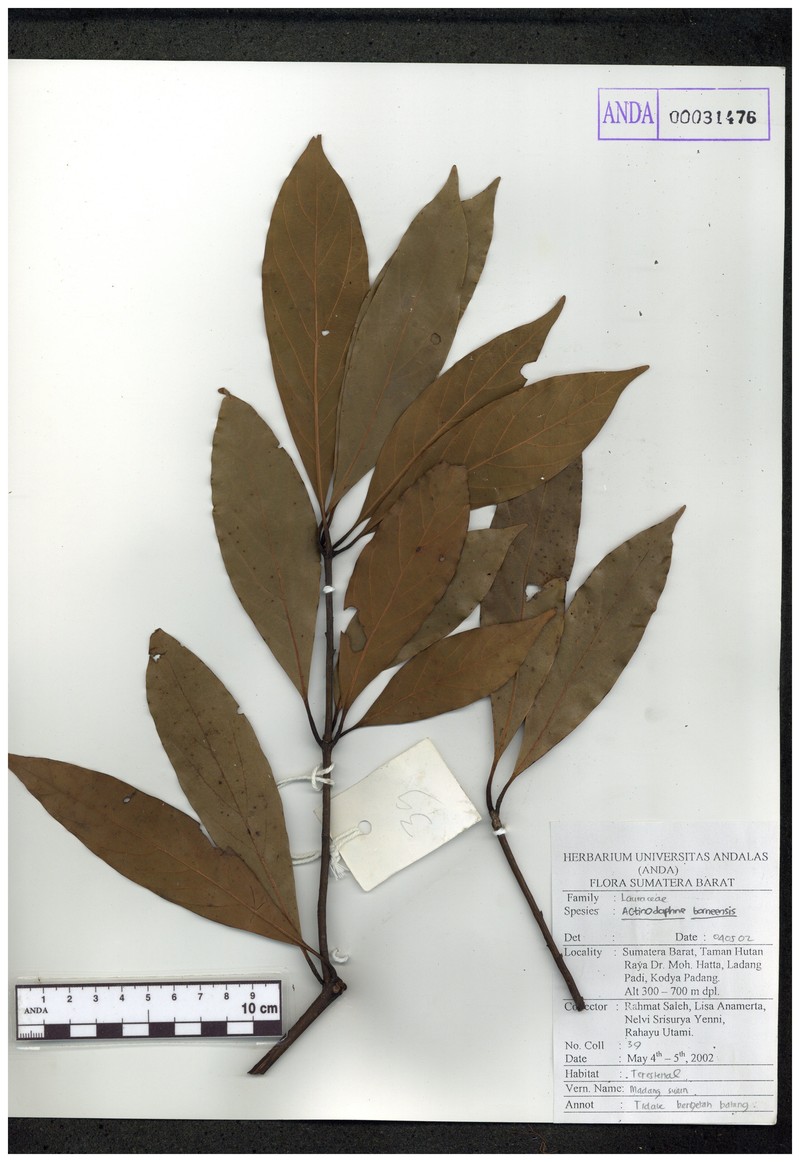 Actinodaphne pruinosa photo 6