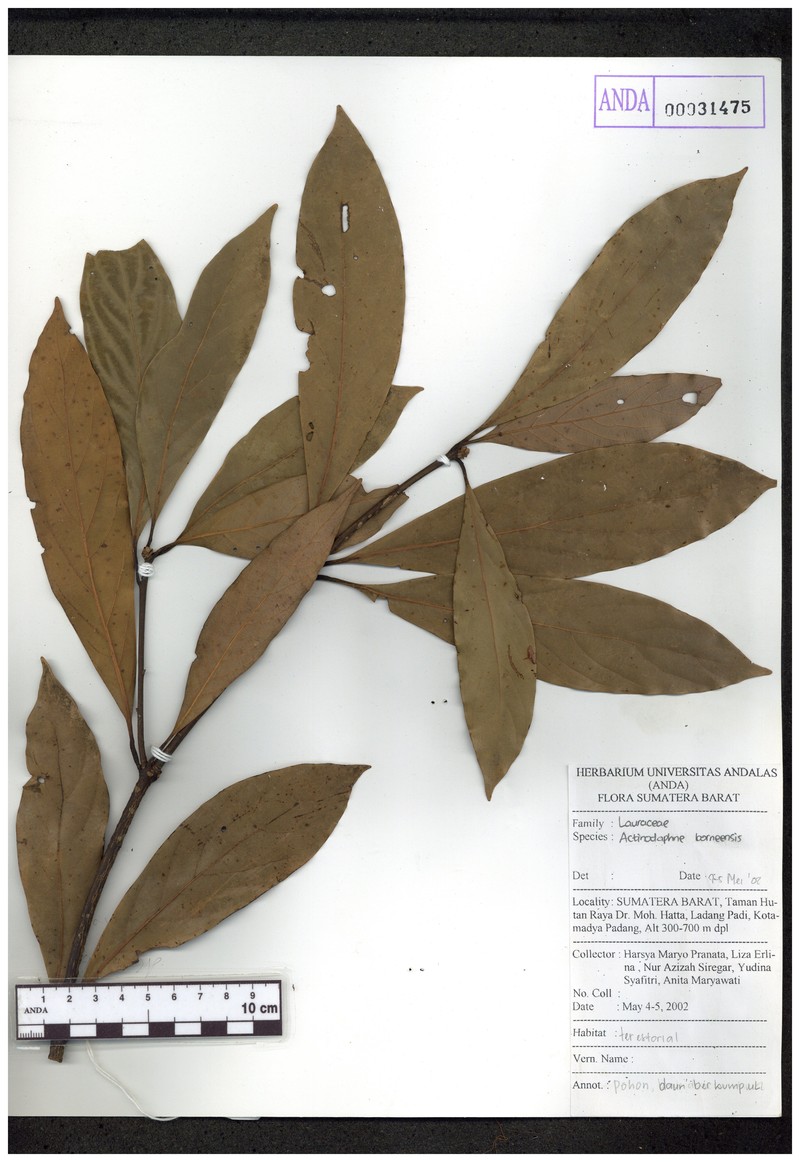 Actinodaphne pruinosa photo 7