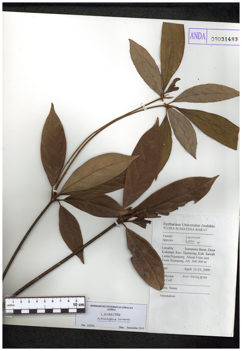 Actinodaphne pruinosa photo 8