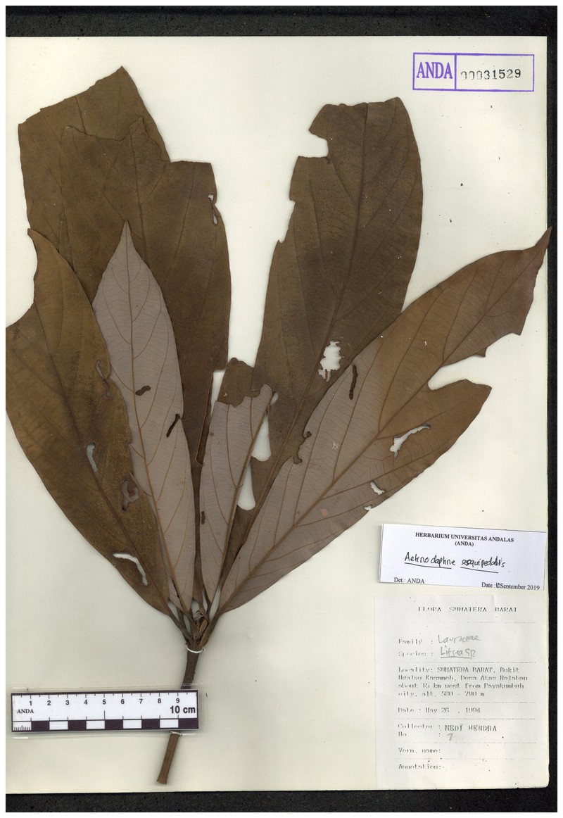 Actinodaphne pubescens