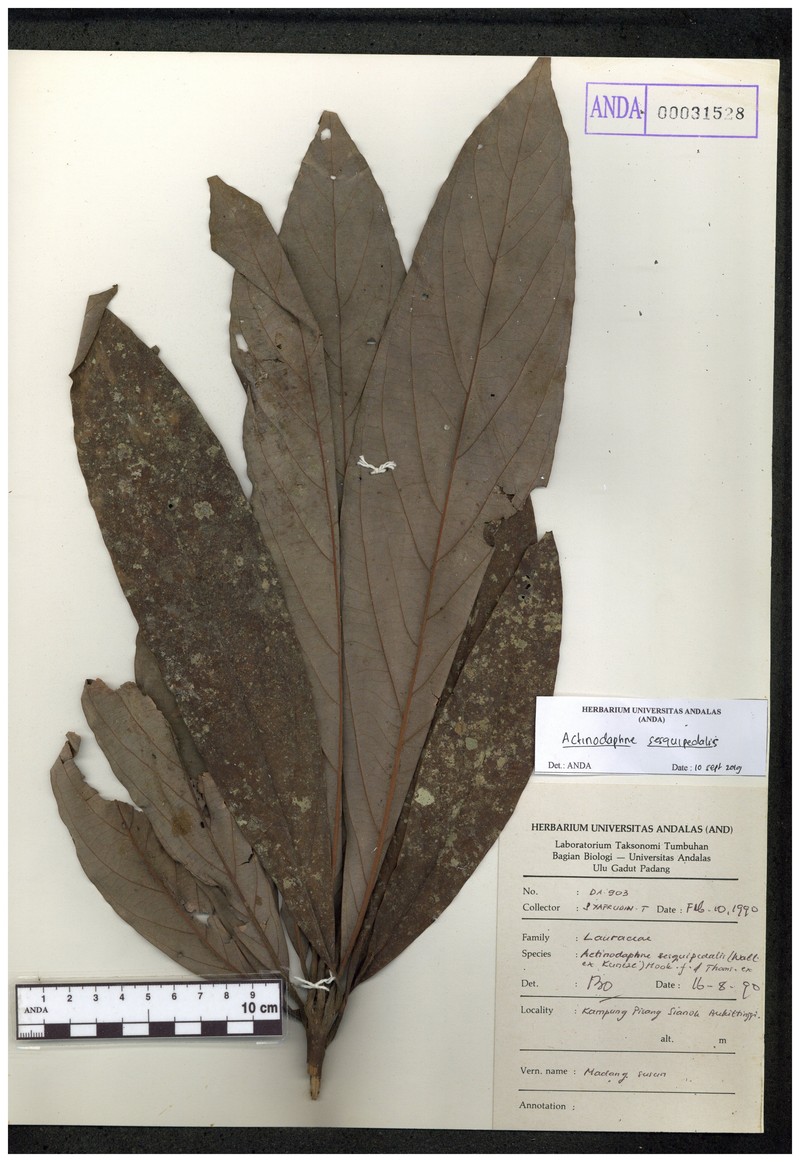 Actinodaphne pubescens photo 2