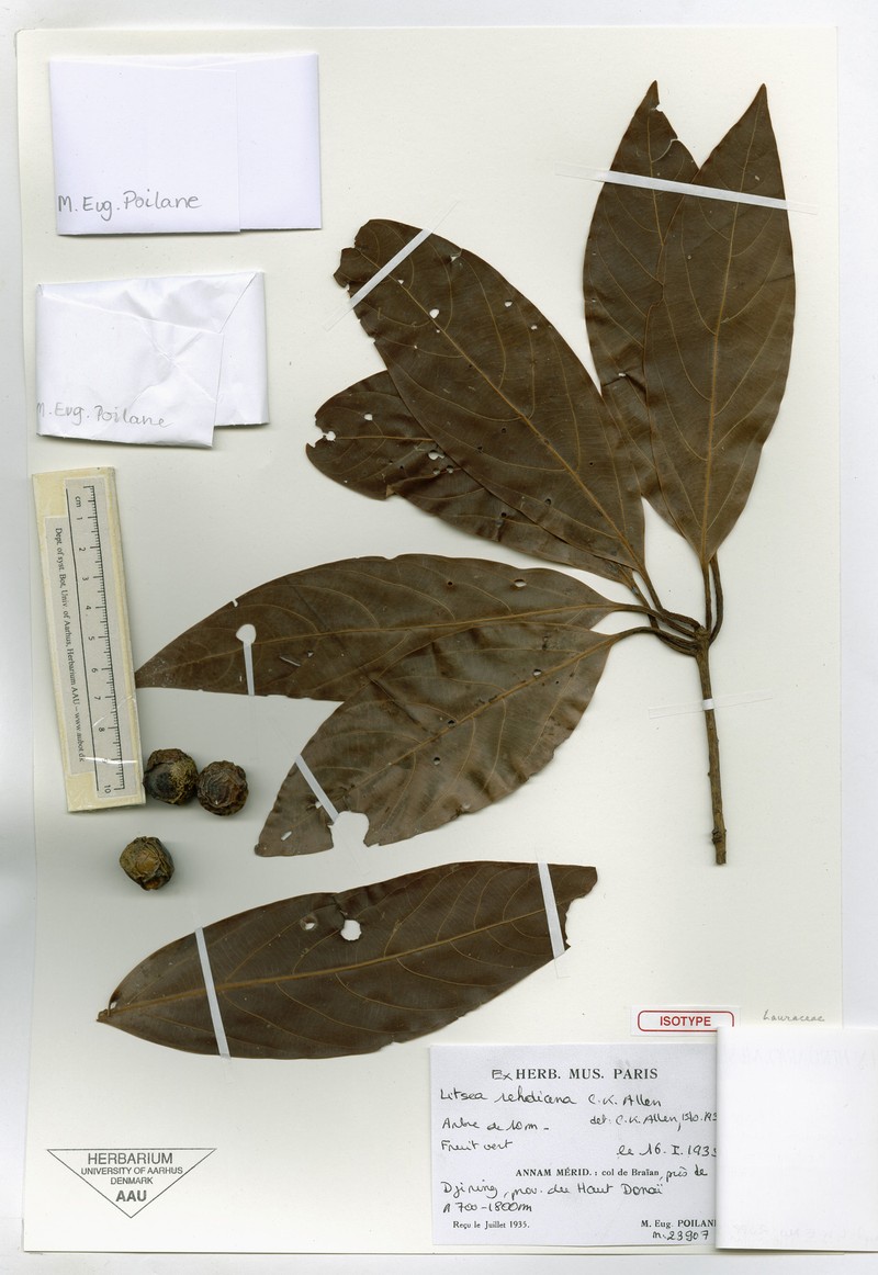 Actinodaphne rehderiana