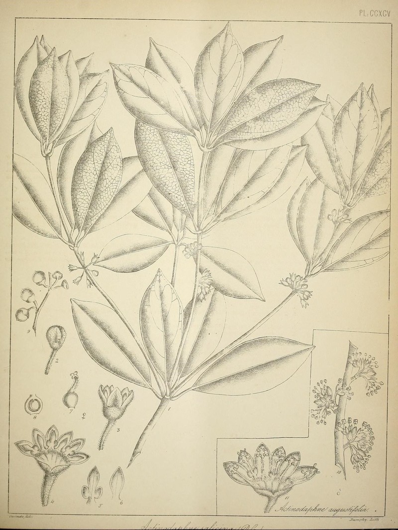 Actinodaphne salicina