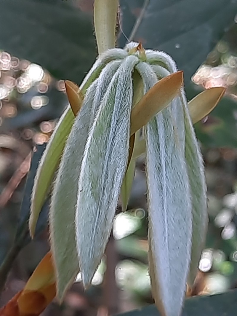 Actinodaphne salicina photo 5