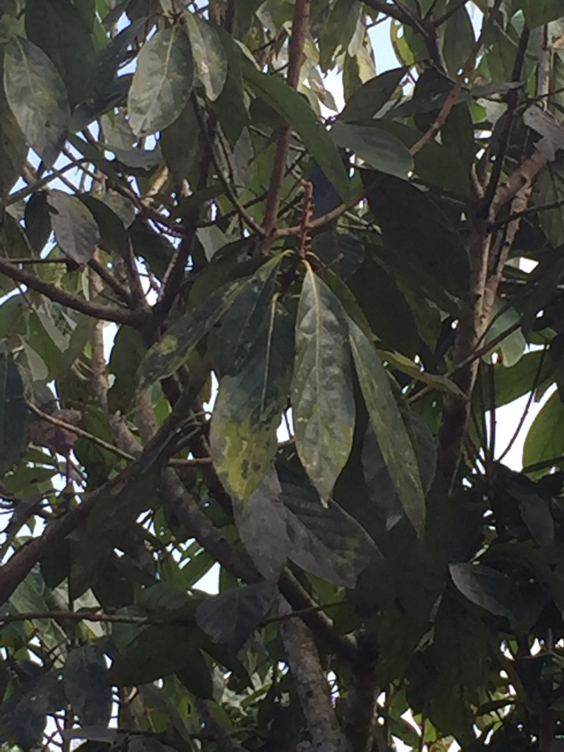 Actinodaphne salicina photo 6