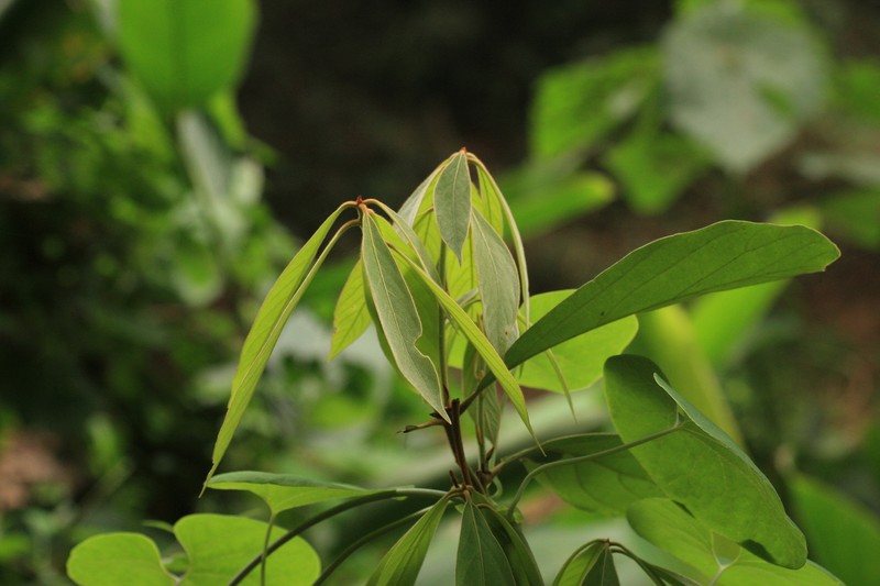 Actinodaphne salicina photo 7