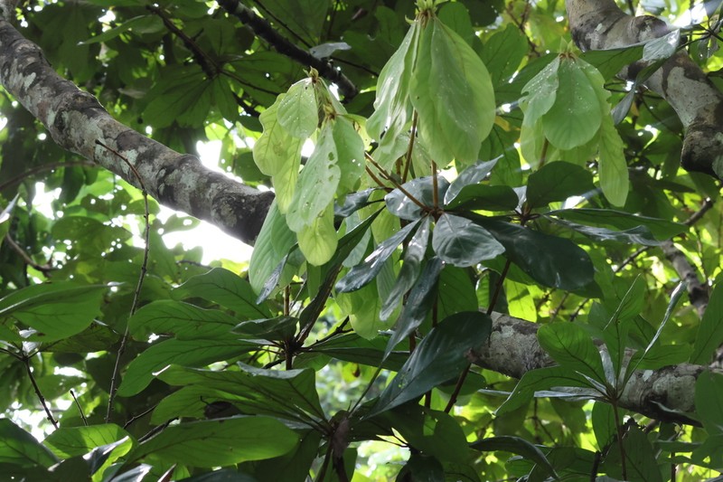 Actinodaphne sesquipedalis