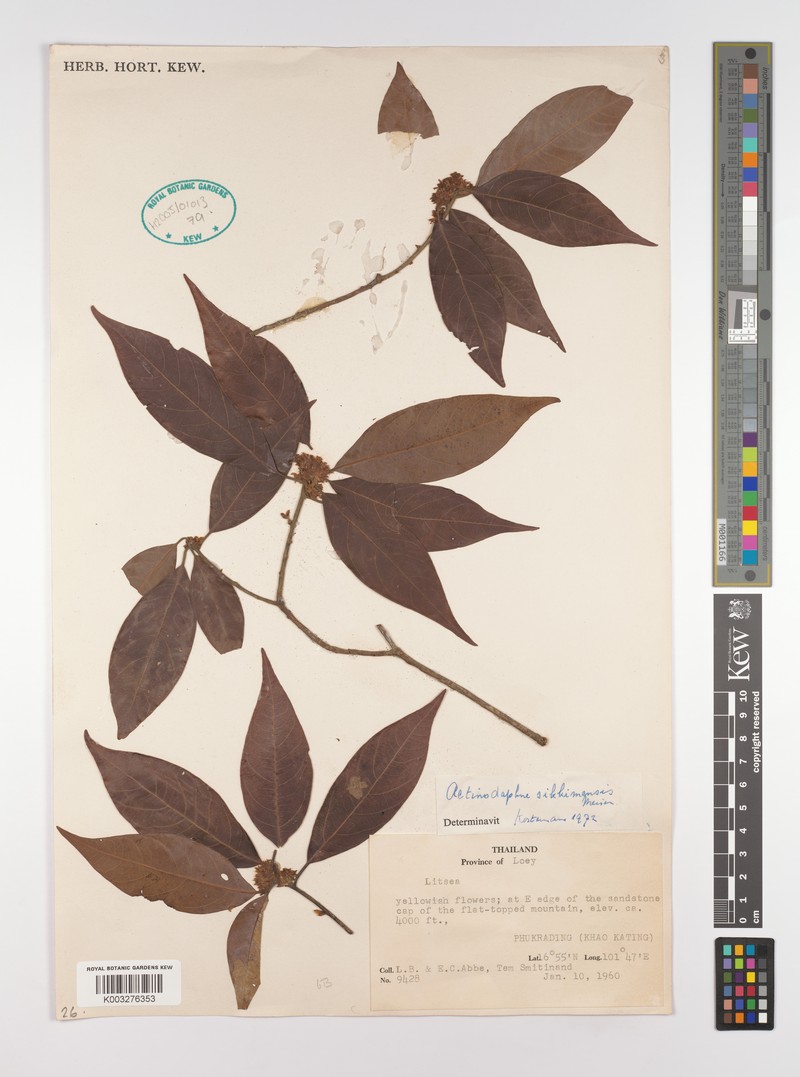 Actinodaphne sikkimensis