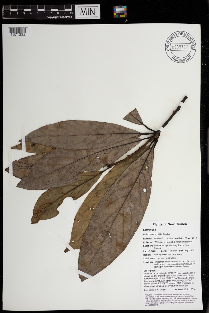 Actinodaphne solomonensis photo 4
