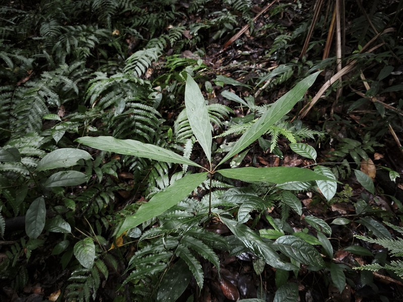 Actinodaphne solomonensis photo 5