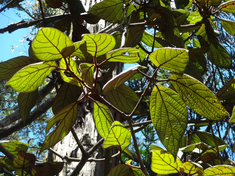 Actinodaphne speciosa