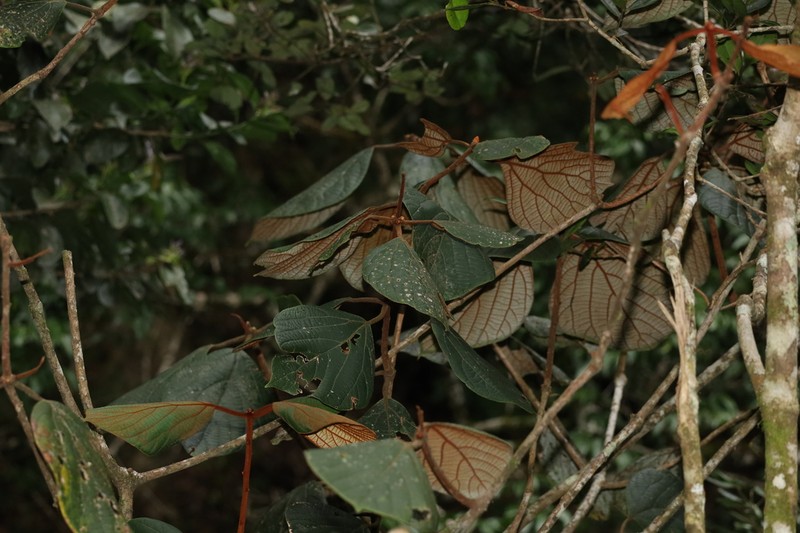 Actinodaphne speciosa photo 2