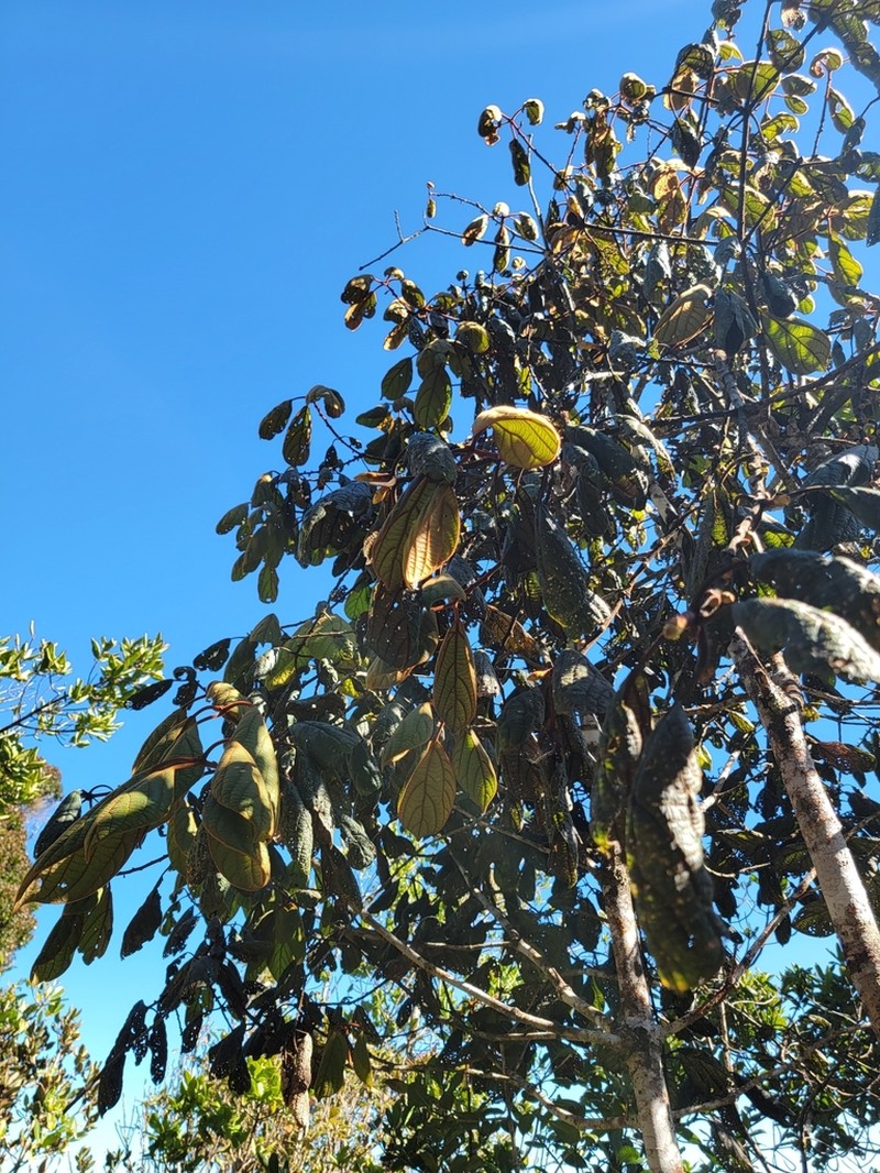 Actinodaphne speciosa photo 3