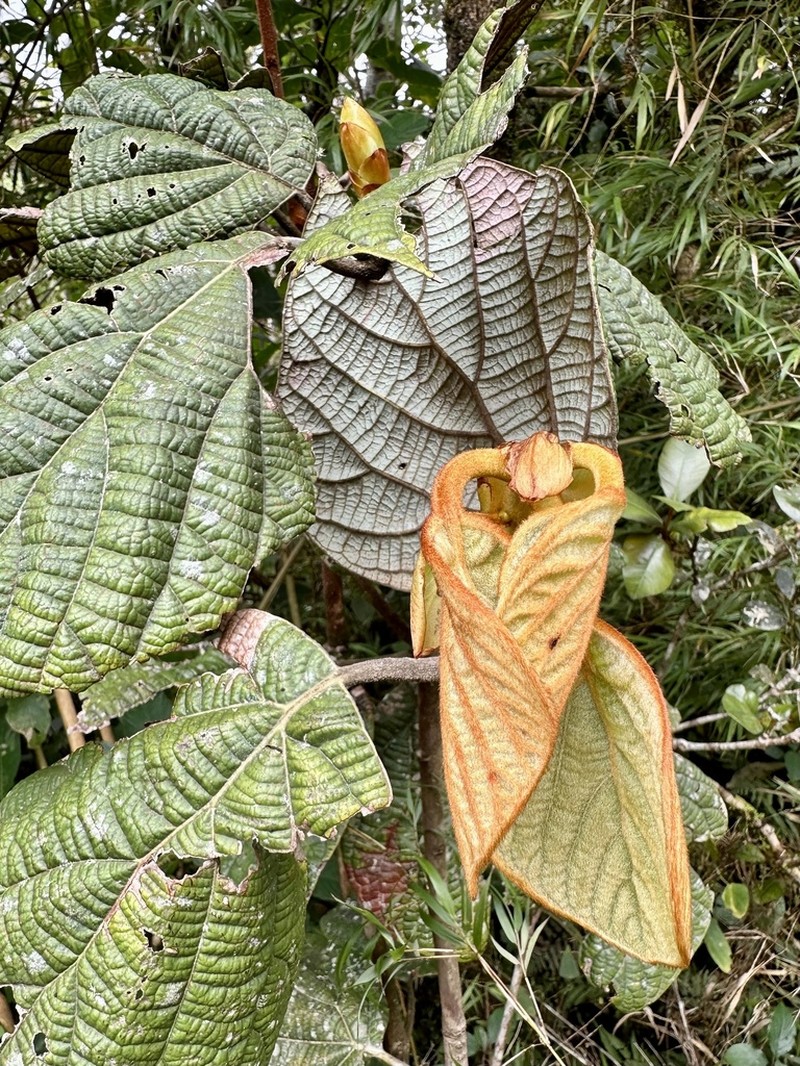 Actinodaphne speciosa photo 4