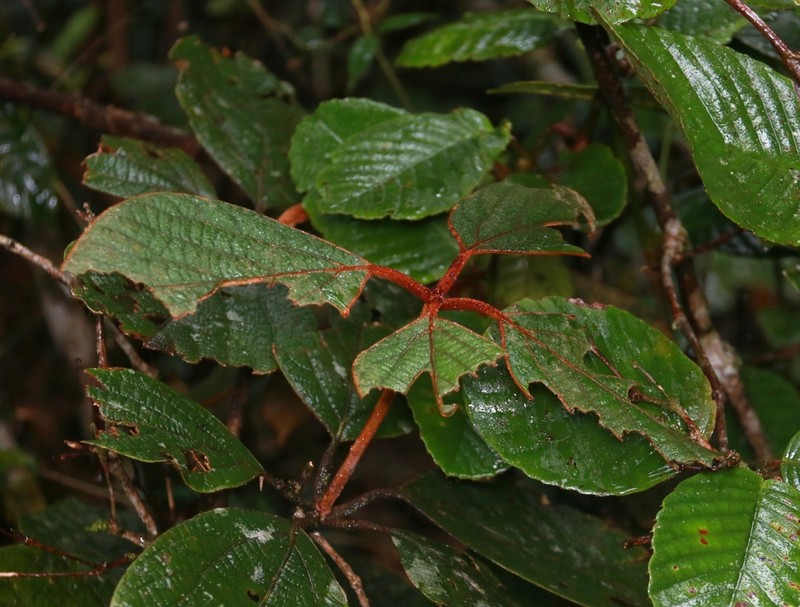 Actinodaphne speciosa photo 5