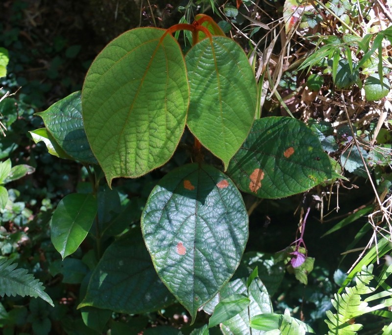Actinodaphne speciosa photo 6