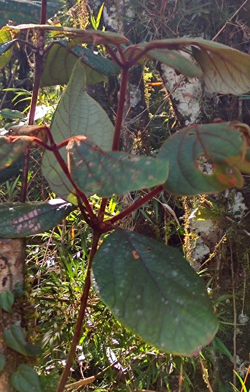 Actinodaphne speciosa photo 7