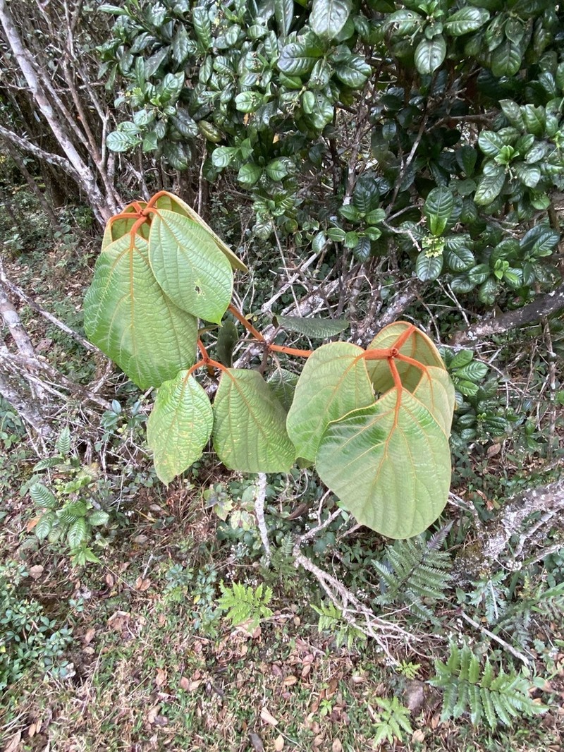 Actinodaphne speciosa photo 8