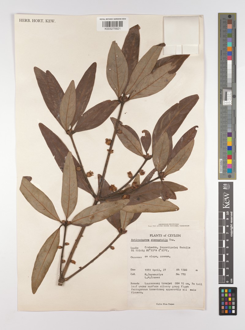 Actinodaphne stenophylla