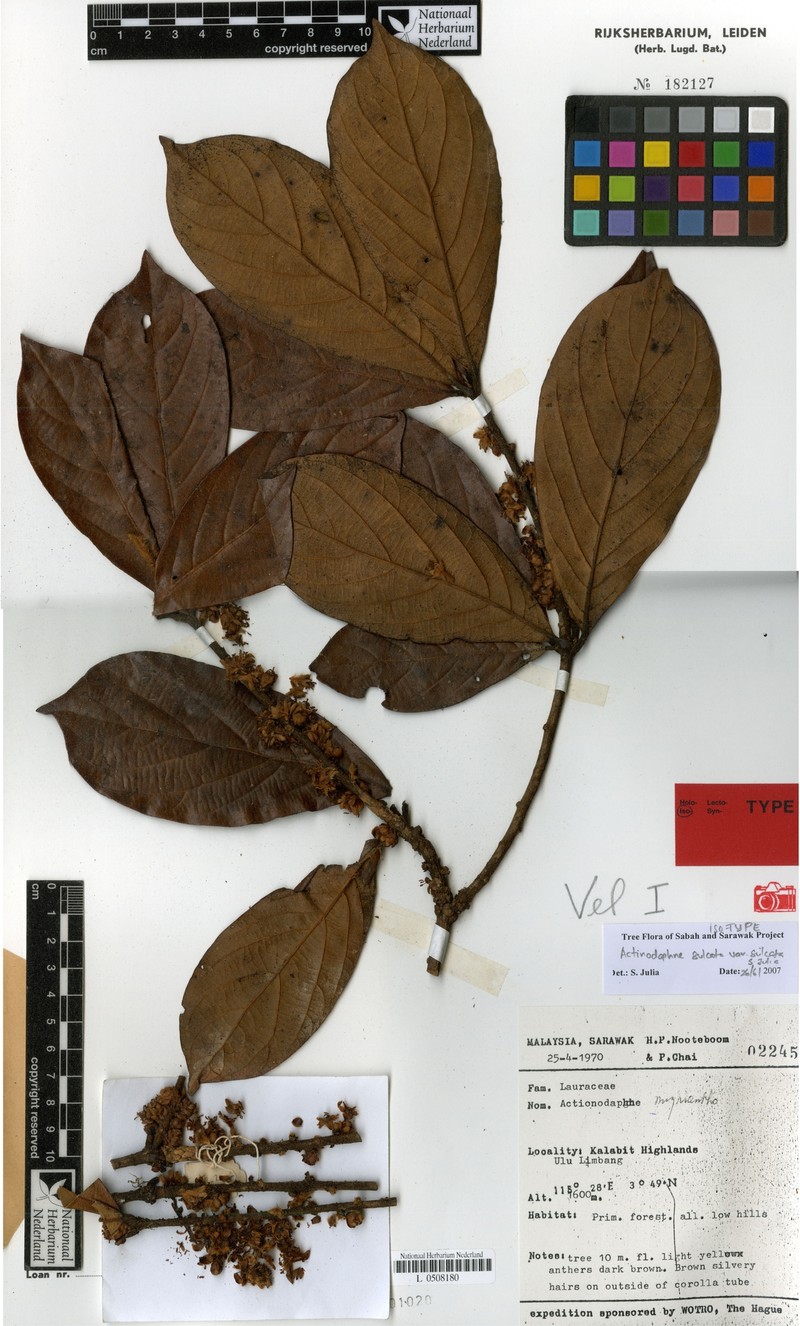 Actinodaphne sulcata var. sulcata