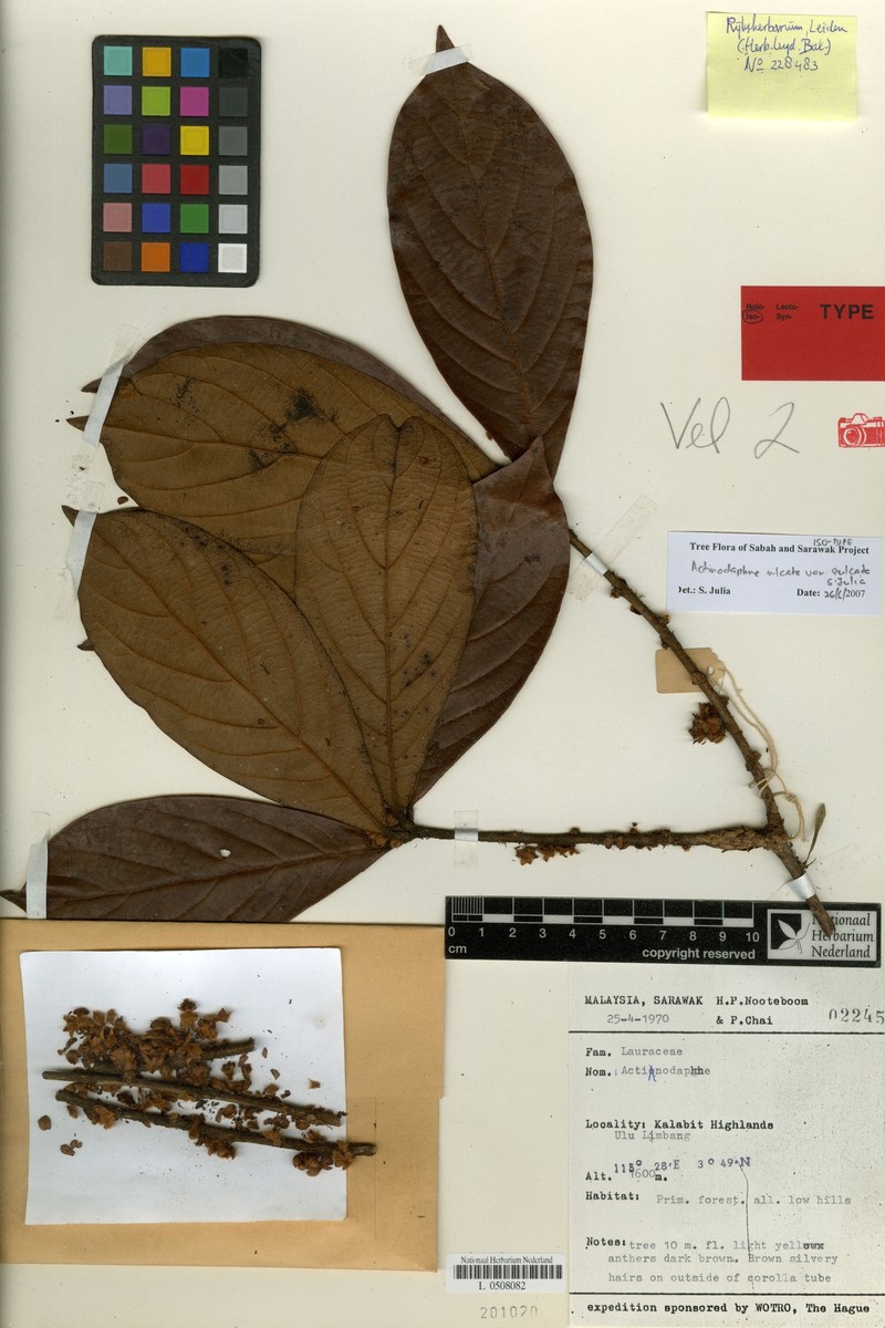 Actinodaphne sulcata var. sulcata photo 2