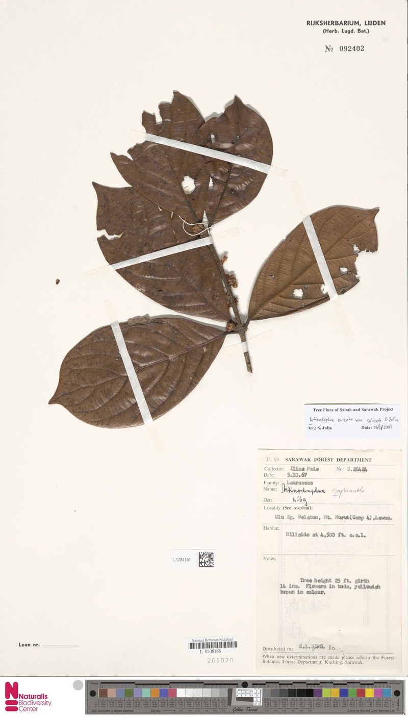 Actinodaphne sulcata var. sulcata photo 3