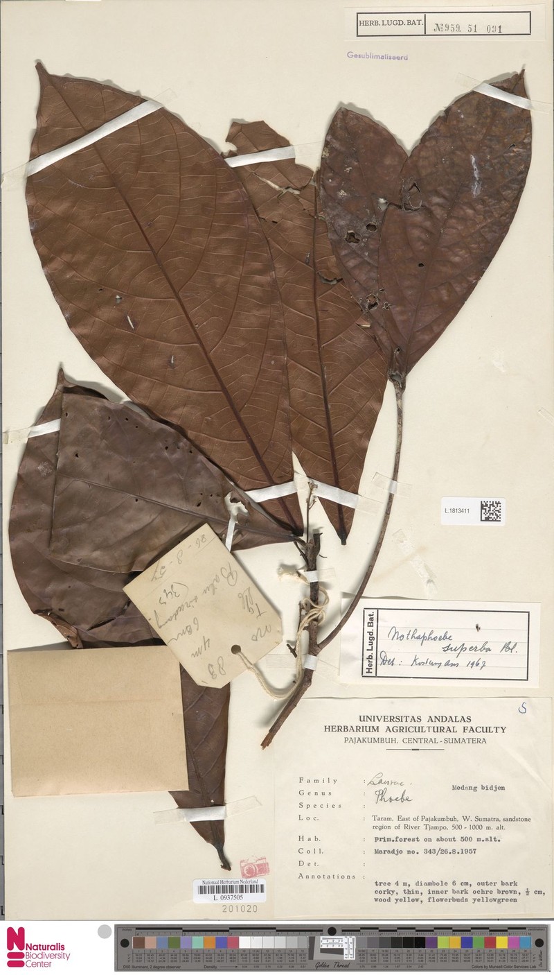 Actinodaphne superba