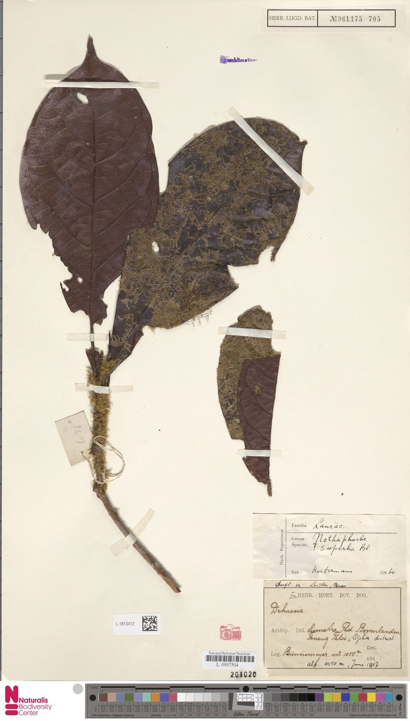 Actinodaphne superba photo 2