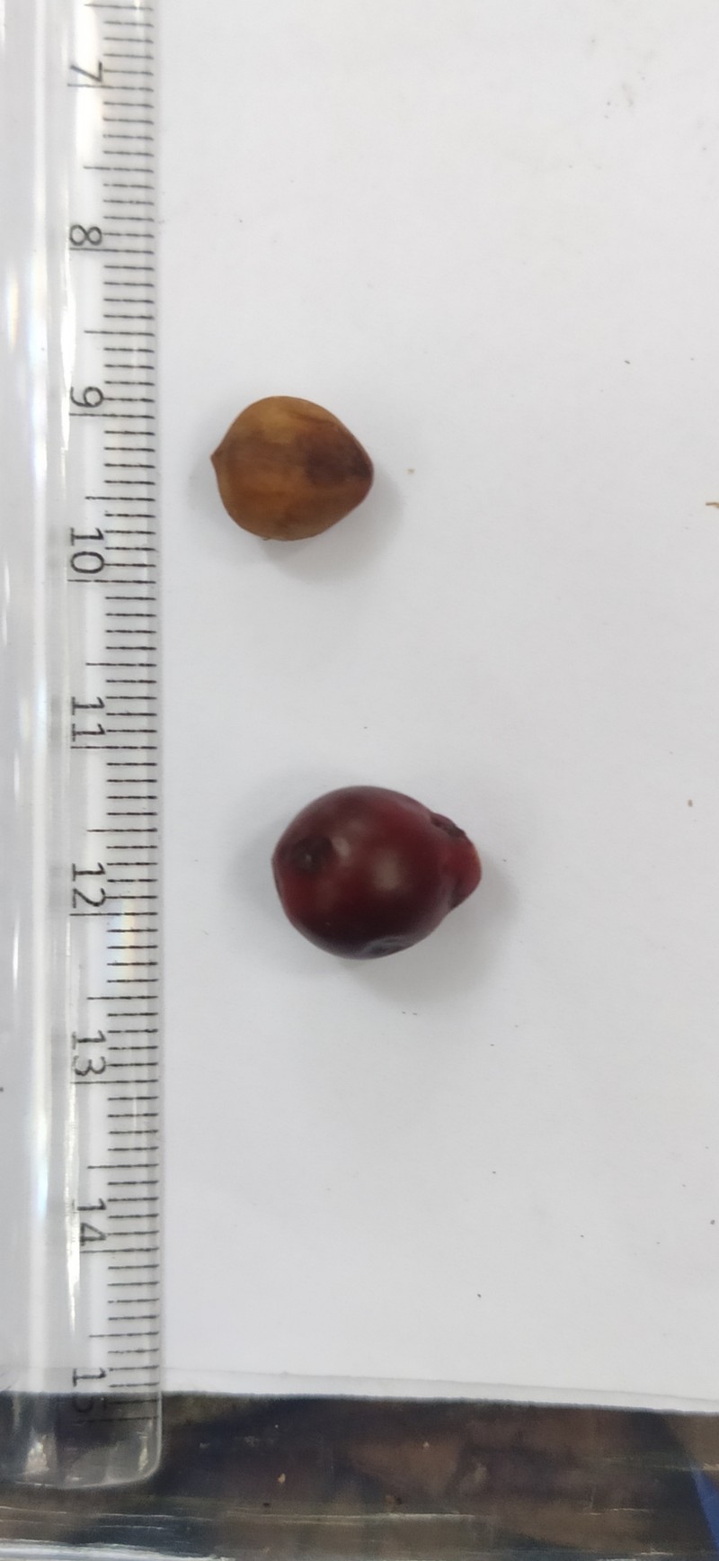 Actinodaphne tadulingamii photo 2