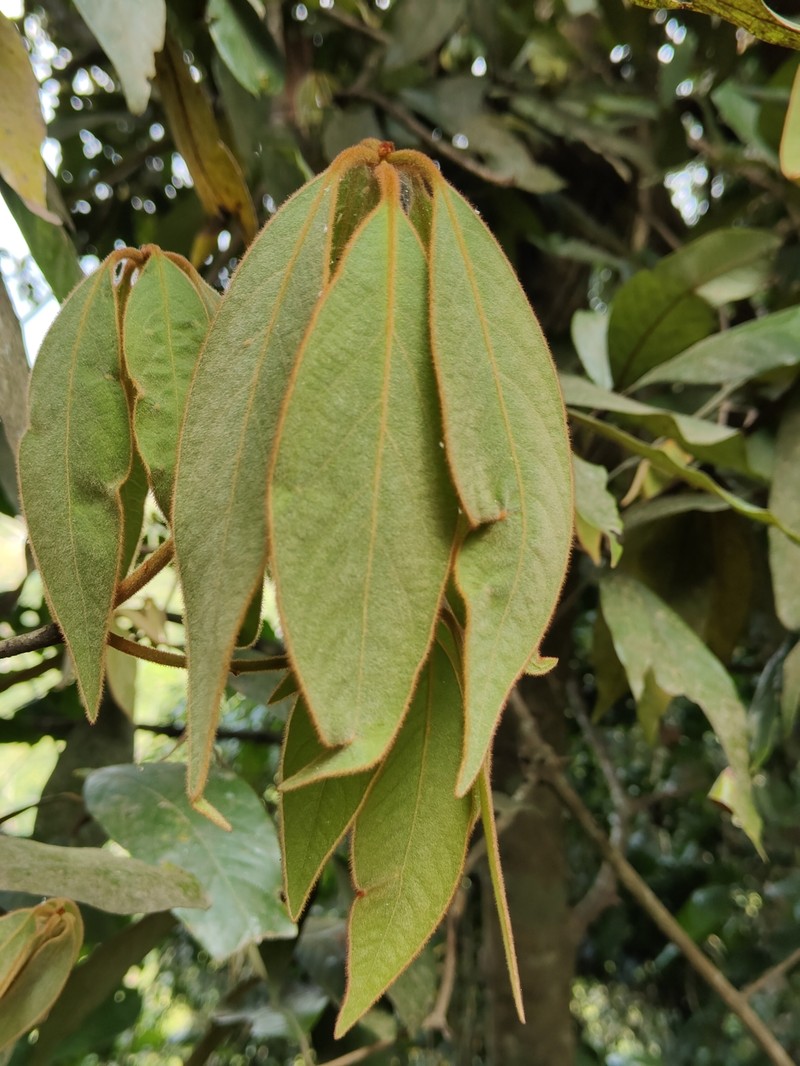 Actinodaphne tadulingamii photo 4