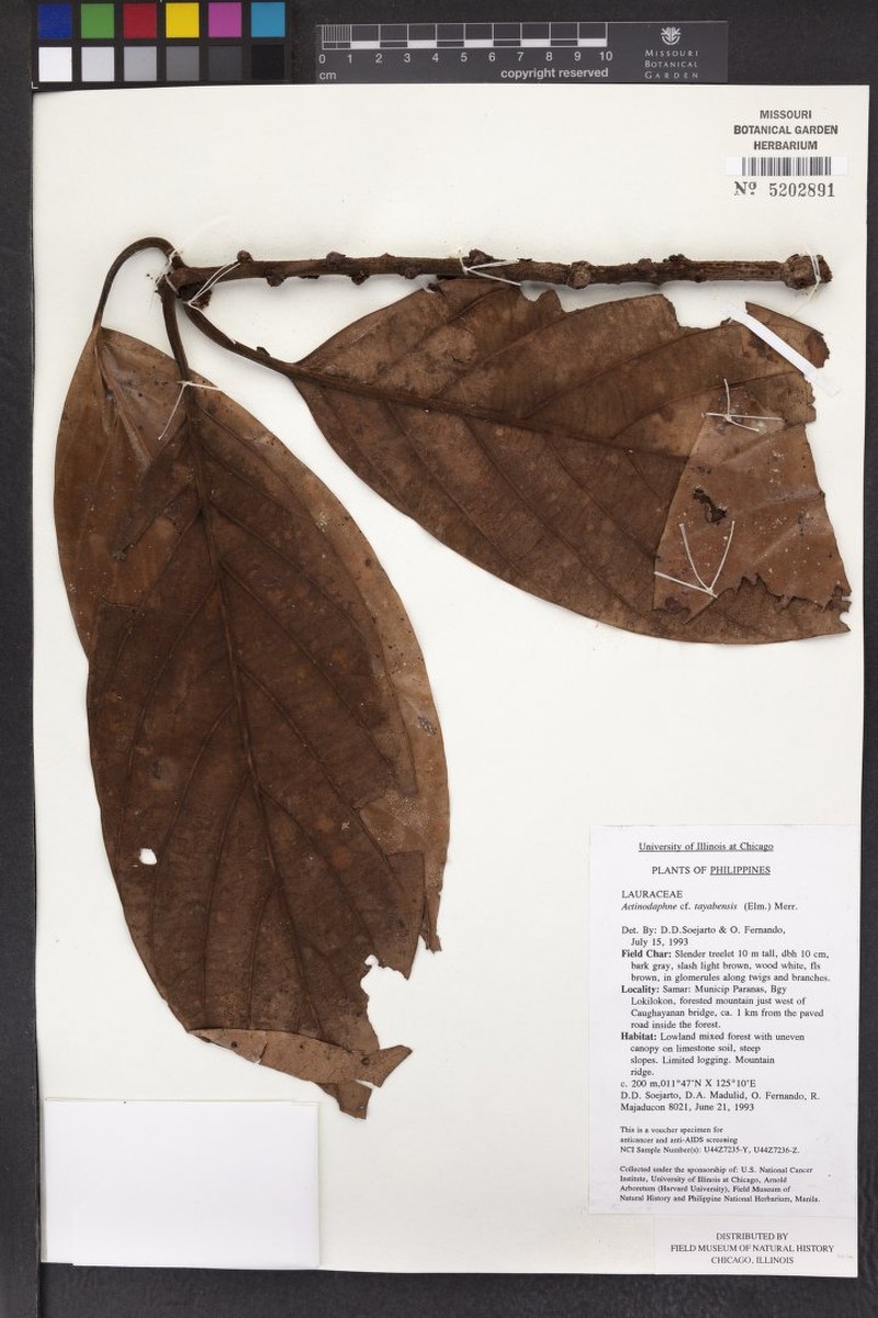 Actinodaphne tayabensis