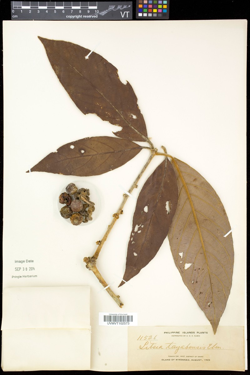 Actinodaphne tayabensis photo 2